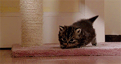 crouching tiger...